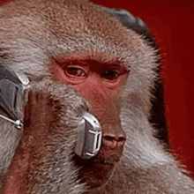 Baboon in a suit talking on an office telephone in front of a red background